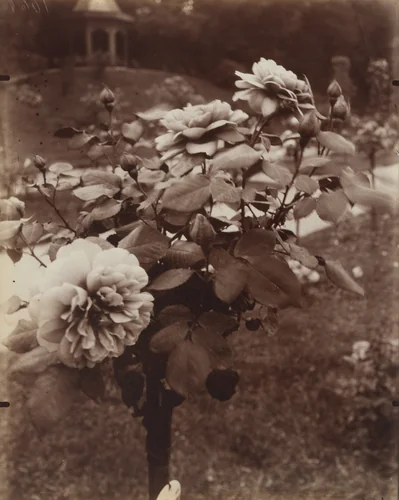 Roses, Parc de Bagatelle by Eugène Atget, photograph, 1921