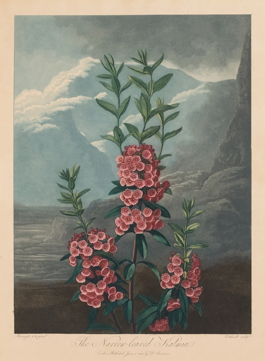 The Temple of Flora, or Garden of Nature: The Narrow-leaved Kalmia, Mountain Laurel by Robert John Thornton, print, 1804