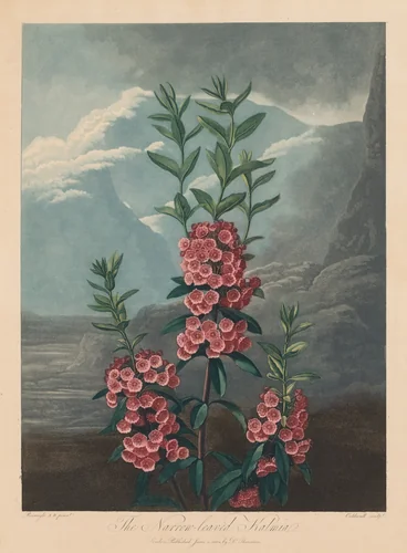 The Temple of Flora, or Garden of Nature: The Narrow-leaved Kalmia, Mountain Laurel by Robert John Thornton, print, 1804