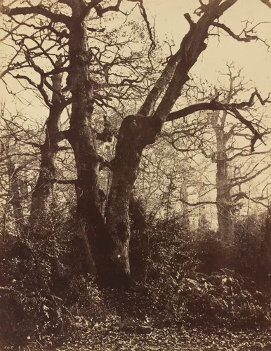 Tree Study, Fontainebleau by Eugène Cuvelier, photograph, 1860
