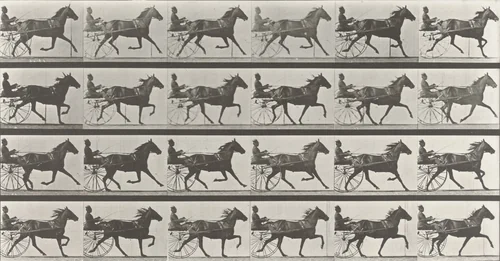 "Lizzie M." Trotting, Harnessed to Sulky: Plate 609 from Animal Locomotion (1887) by Eadweard Muybridge, photograph, 1884