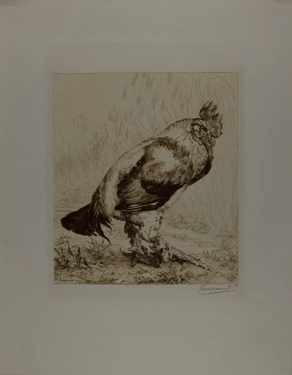 The Old Cock by Felix Bracquemond, print, 1882