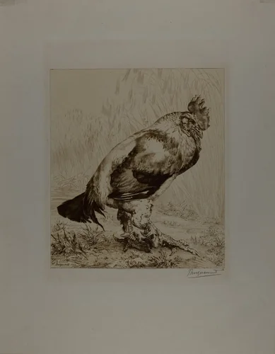 The Old Cock by Felix Bracquemond, print, 1882