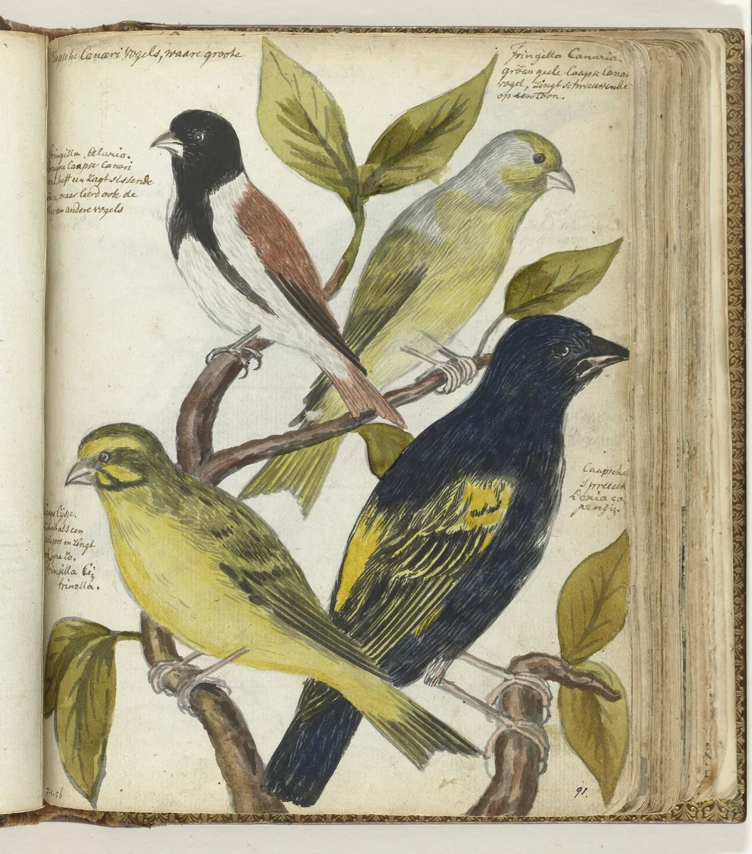 Cape Birds by Jan Brandes, drawing, 1786-1787
