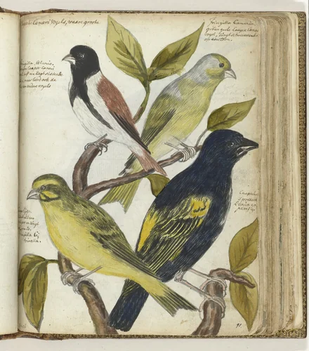 Cape Birds by Jan Brandes, drawing, 1786-1787