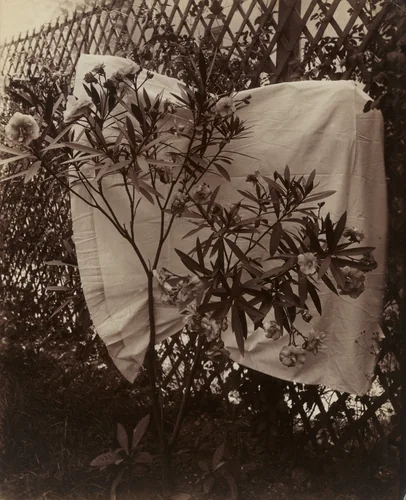 Laurier-rose by Eugène Atget, photograph, 1900