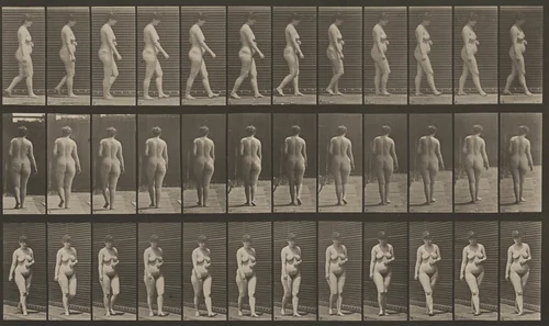 Plate Number 18. Walking, left hand across abdomen by Eadweard Muybridge, photograph, 1887