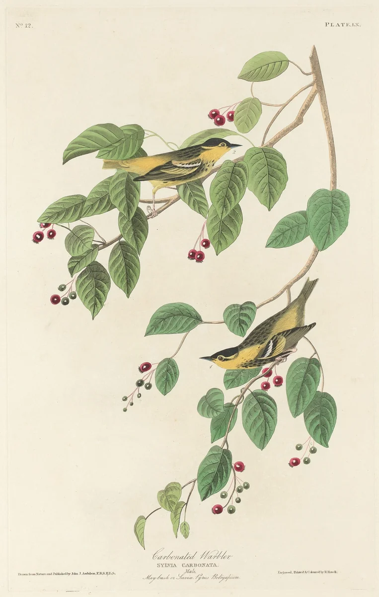 Carbonated Warbler by Robert Havell, Jr.; John James Audubon, print, 1829