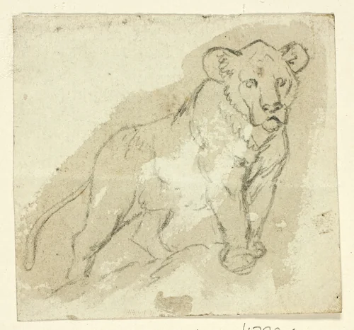 Five Sketches of Lions: Standing Cub by Henry Stacy Marks, drawing, 1849-1898