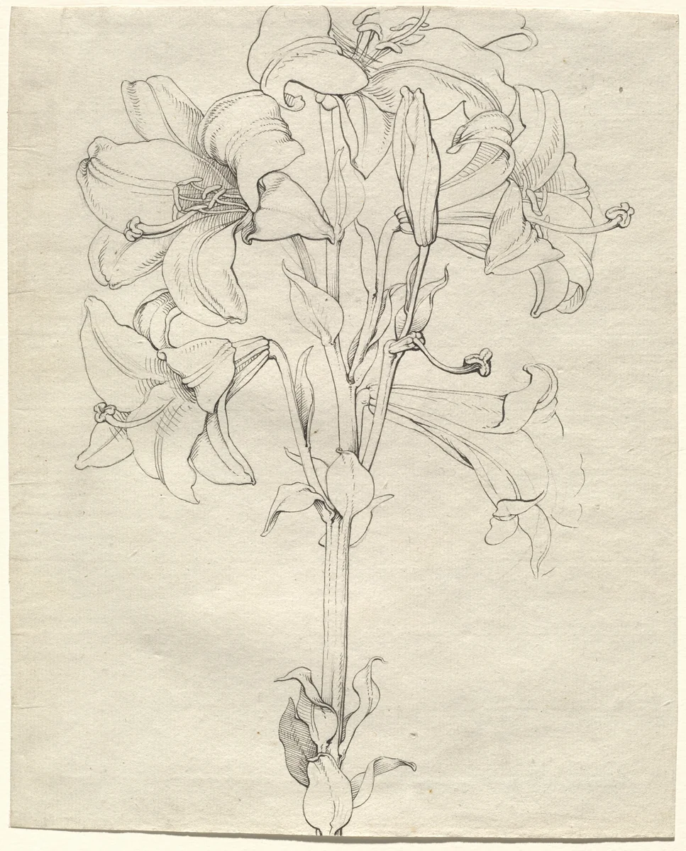 A Stalk of Lilies with Six Blooms by Philipp Otto Runge, drawing, 1808
