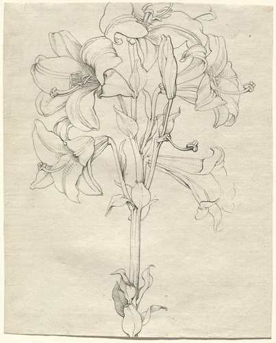 A Stalk of Lilies with Six Blooms by Philipp Otto Runge, drawing, 1808