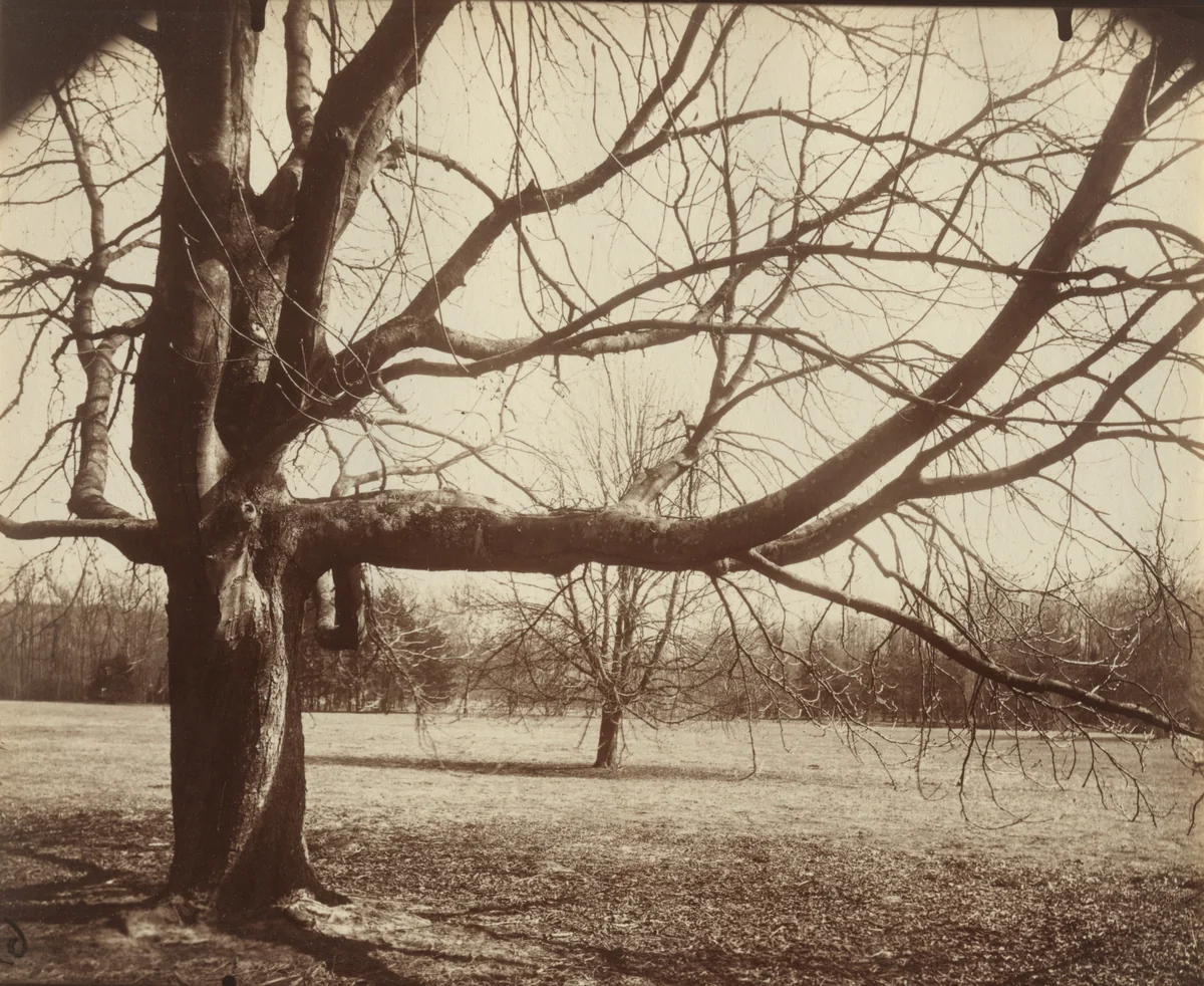 Arbre (Chamarande) by Eugène Atget, photograph, 1910