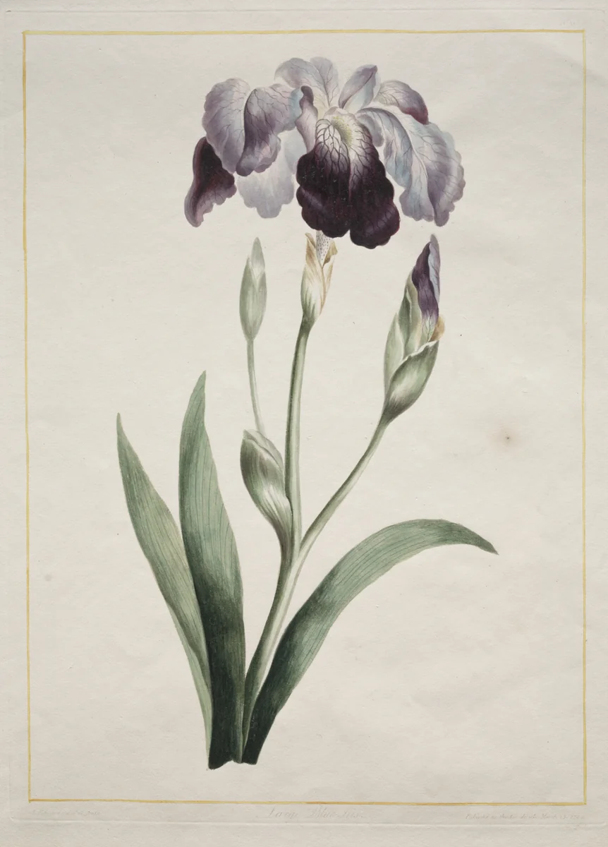 Japanese Iris (Large Blue Iris) by John Edwards, print, 1801