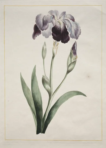 Japanese Iris (Large Blue Iris) by John Edwards, print, 1801
