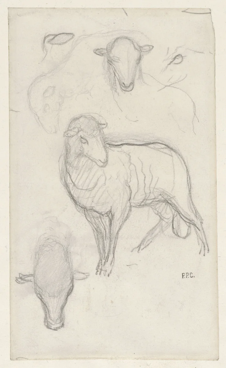 Studie van een schaap en drie schaapskoppen by Pierre Puvis de Chavannes, drawing, 1834-1898