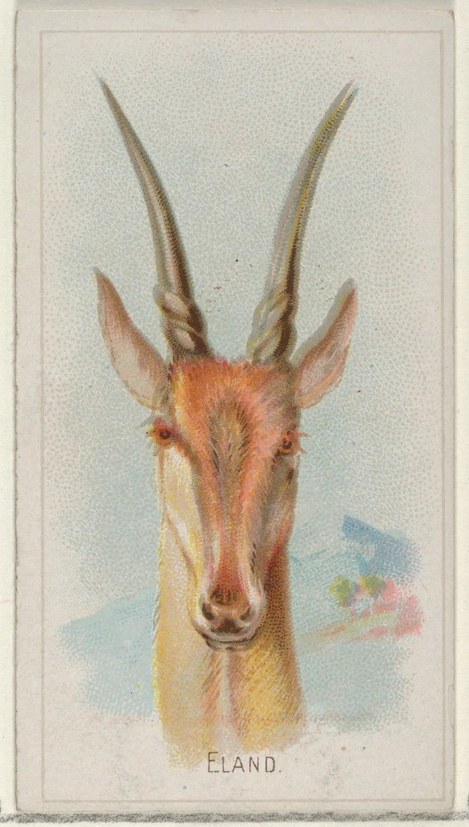 Eland, from the Wild Animals of the World series (N25) for Allen & Ginter Cigarettes by Allen & Ginter, print, 1888
