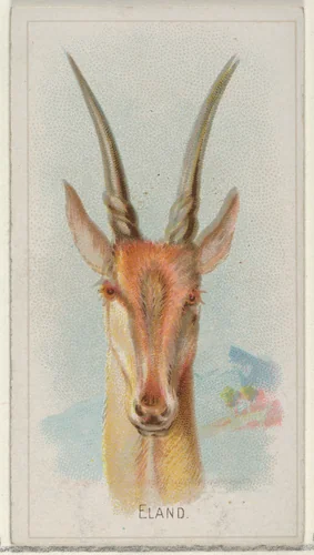 Eland, from the Wild Animals of the World series (N25) for Allen & Ginter Cigarettes by Allen & Ginter, print, 1888