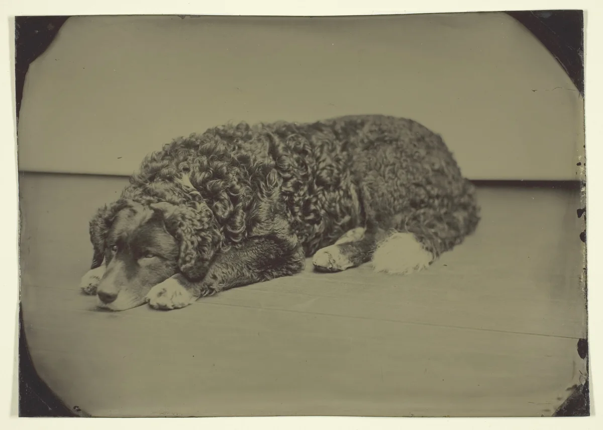 Untitled (Dog) by Maker unknown, photograph, 1850-1899