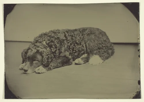 Untitled (Dog) by Maker unknown, photograph, 1850-1899