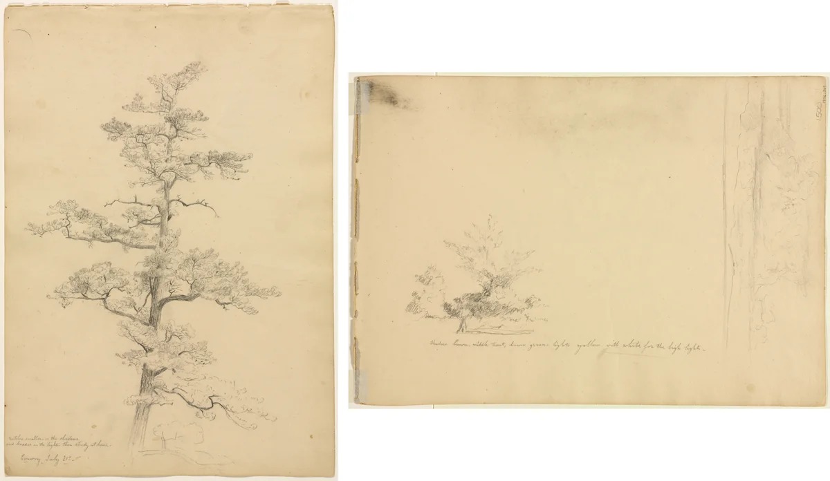 Pine Tree, Conway, New Hampshire (recto); Landscape and Tree Studies (verso) by David Johnson, drawing, 1846-1856