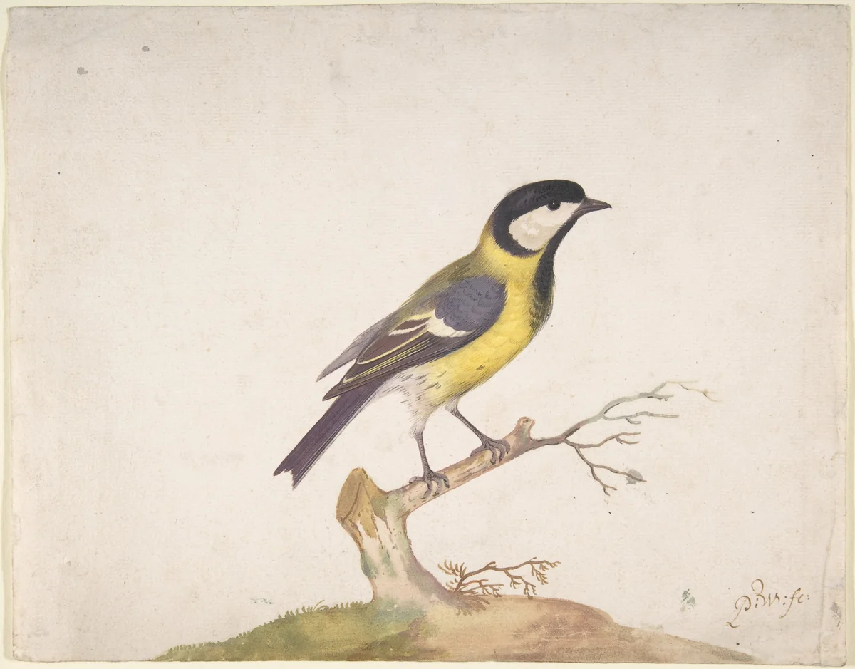 A Great Titmouse (Parus major) Perched on a Branch by Pieter Withoos, drawing, 1670-1693