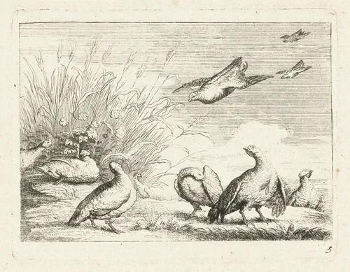 Patrijzen by anonymous, print, 1700-1749