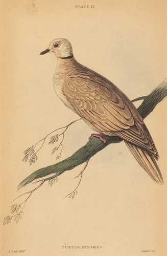 Turtur Risorius by William Home Lizars; Edward Lear, print, 1788-1859