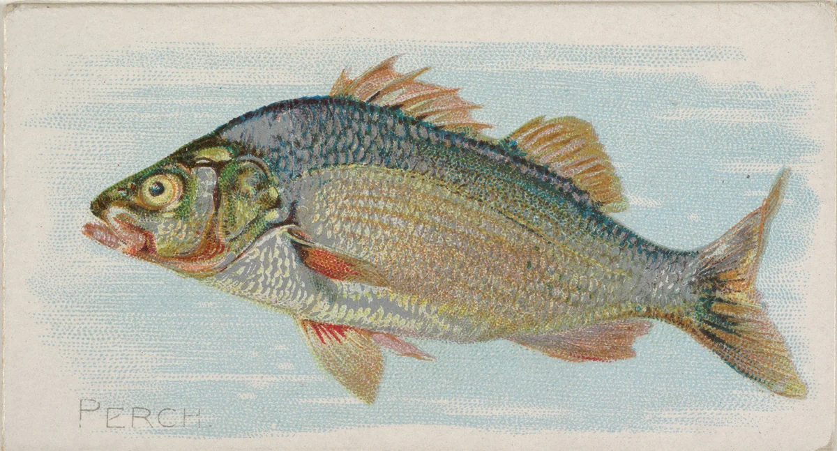 Perch, from the Fish from American Waters series (N8) for Allen & Ginter Cigarettes Brands by Allen & Ginter, print, 1889