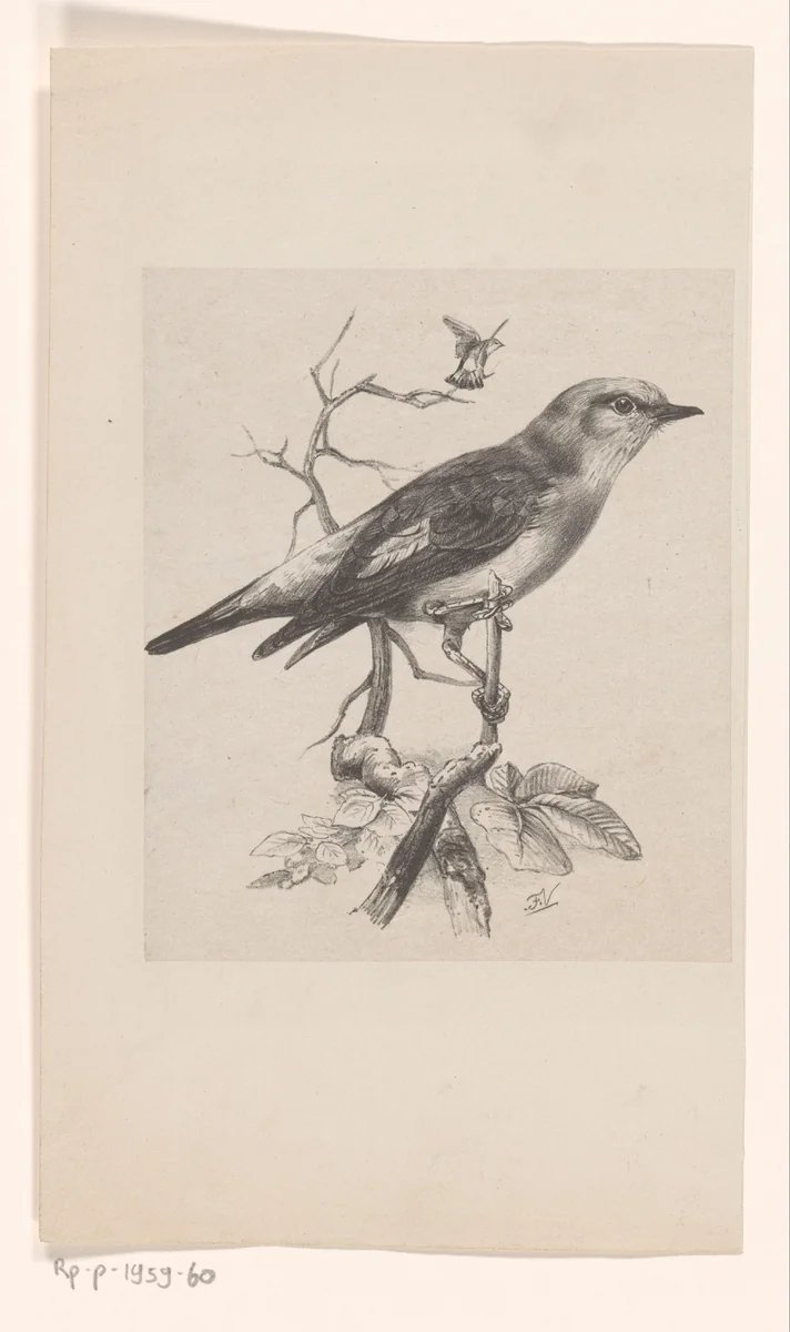 Vliegenvanger op een tak by Floris Verster, print, 1875