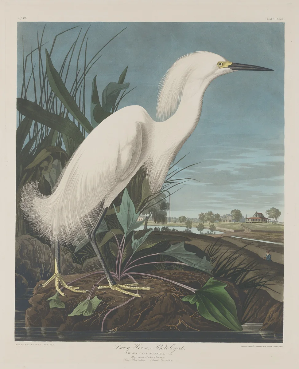 Snowy Heron, or White Egret by Robert Havell, Jr.; John James Audubon, print, 1835