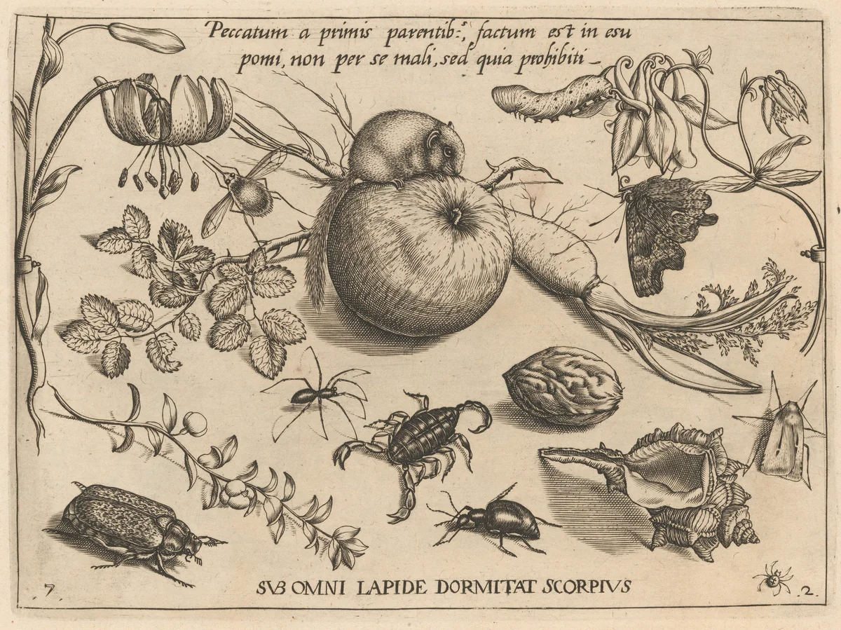 Archetypa studiaque patris Georgii Hoefnagelii [Part 2, Plate 7] by Jacob Hoefnagel; Joris Hoefnagel, print, 1592