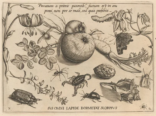 Archetypa studiaque patris Georgii Hoefnagelii [Part 2, Plate 7] by Jacob Hoefnagel; Joris Hoefnagel, print, 1592