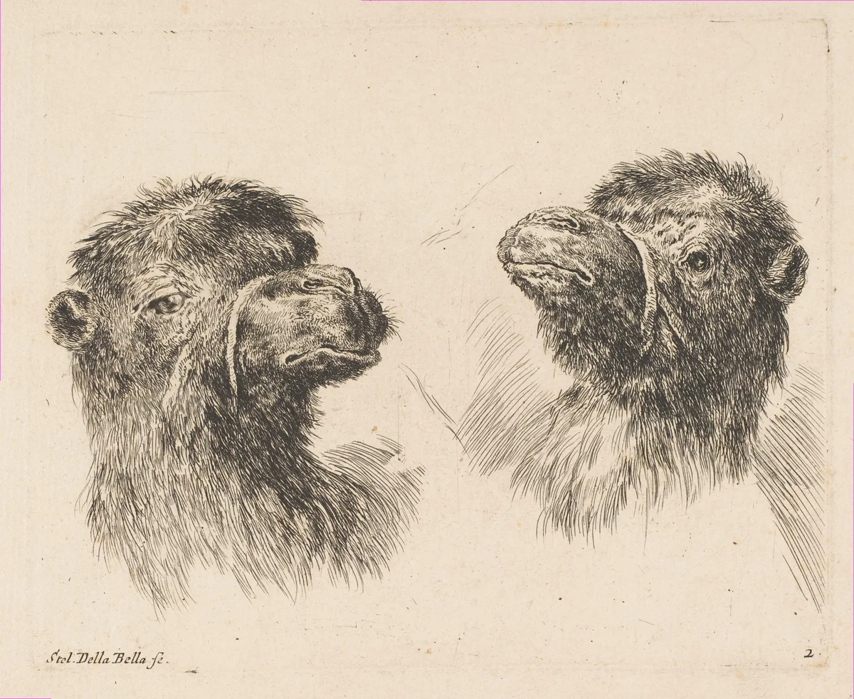 Two Camel Heads by Stefano della Bella, print, 1636-1646