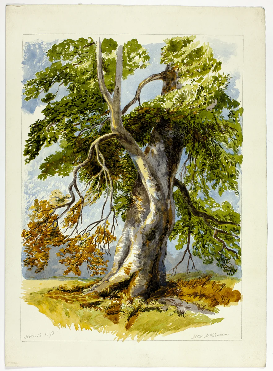 Gnarled Tree by David Hall McKewan, painting, 1826-1873