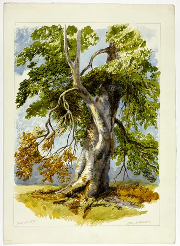 Gnarled Tree by David Hall McKewan, painting, 1826-1873