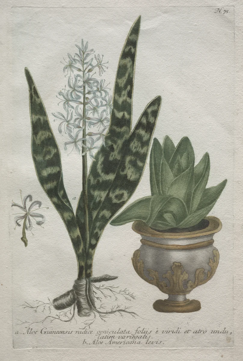 Aloes by Bartholomaus Seutter, print