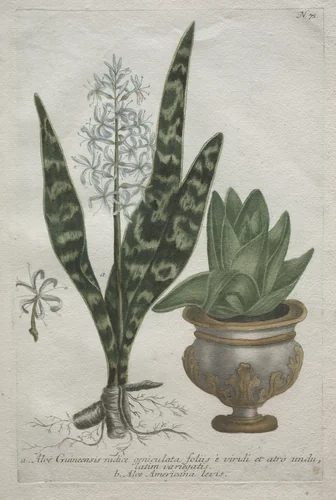 Aloes by Bartholomaus Seutter, print