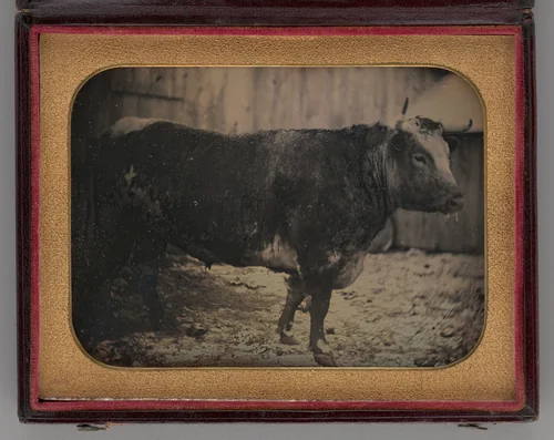 Untitled (Portrait of Bull) by Unknown maker, other, 1847