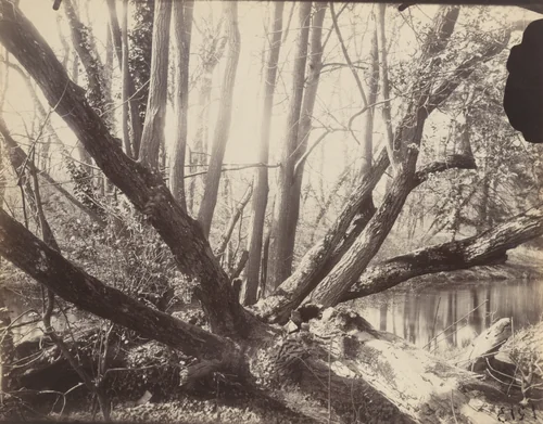 Villeneuve-l'Étang by Eugène Atget, photograph, 1910