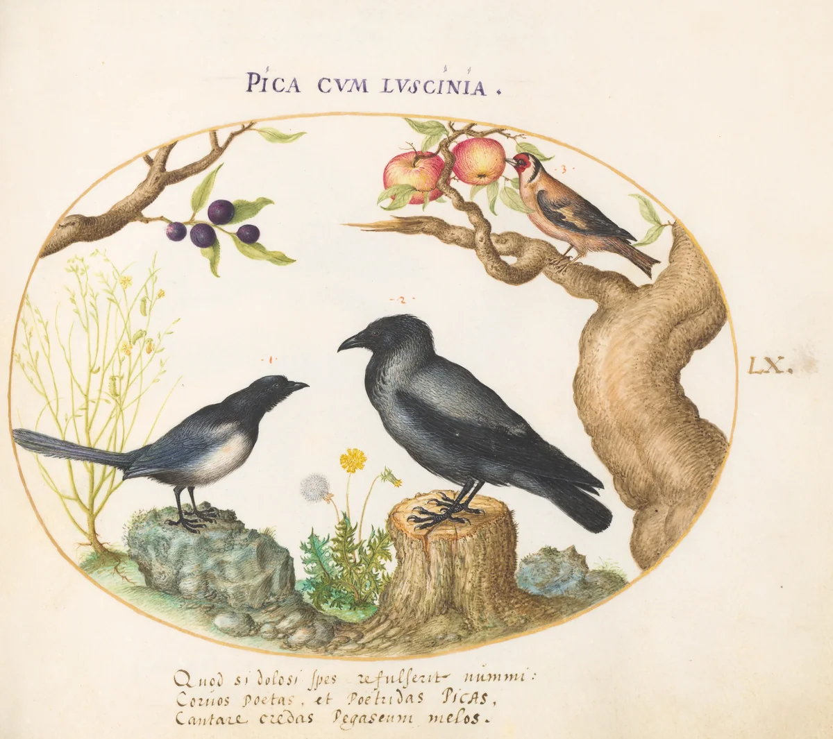 Plate 60: Magpie, Crow, and Goldfinch by Joris Hoefnagel, drawing, 1570-1599