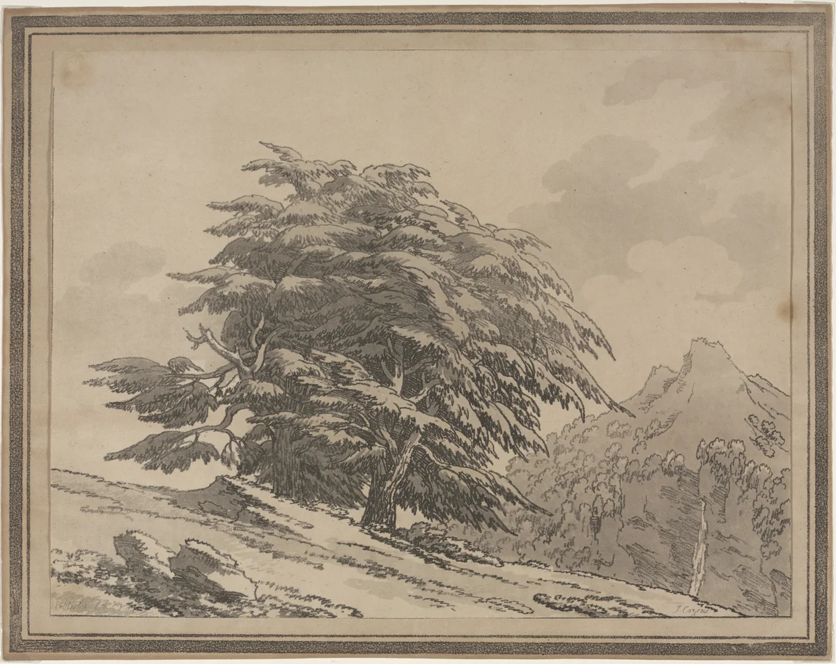 Delineations of the General Character Ramifications and Foliage of Forest Trees: Cedar by John Robert Cozens, print, 1789