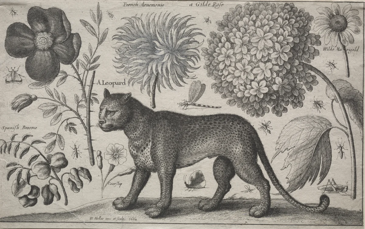 Animals and Plants: Leopard with Plants and Insects by Wenceslaus Hollar, print, 1662