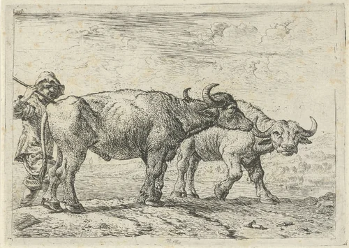Twee buffels en een herder by Pieter Bodding van Laer, print, 1636