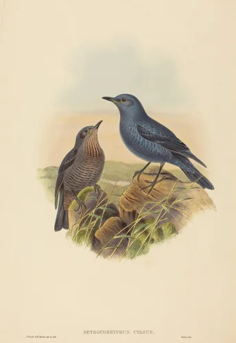 Petrocossyphus cyanus (Blue Rockthrush) by H.C. Richter; John Gould, print, 1804-1881