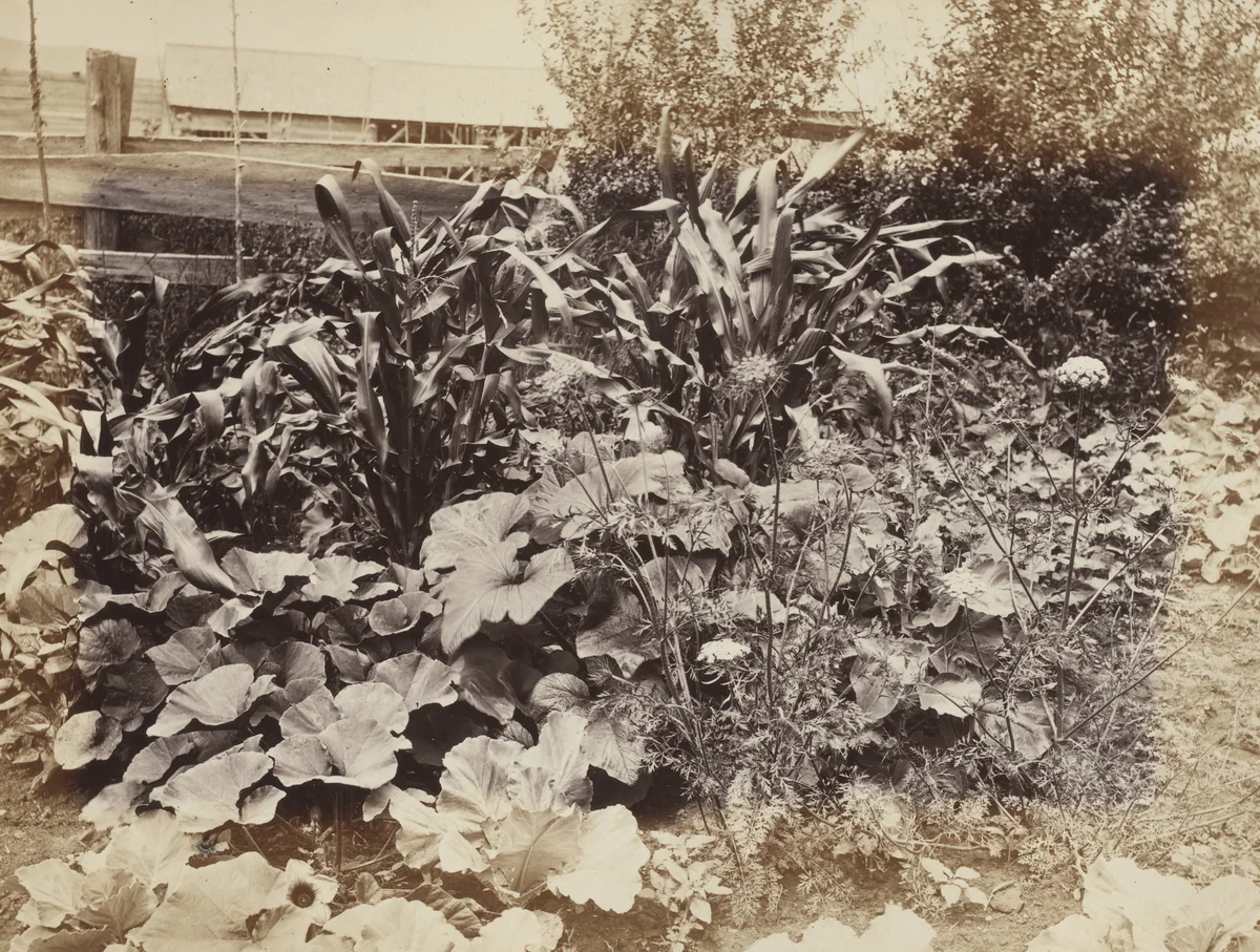 Indian Corn and Pumpkin Vines, Photographic Views and Studies of Canadian Scenery by Alexander Henderson, photograph, 1865