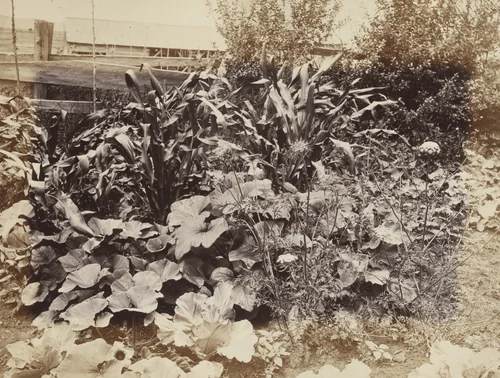 Indian Corn and Pumpkin Vines, Photographic Views and Studies of Canadian Scenery by Alexander Henderson, photograph, 1865