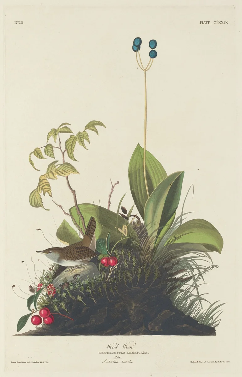 Wood Wren by Robert Havell, Jr.; John James Audubon, print, 1833