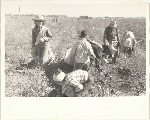 Cotton harvesters--New Mexico by Robert Frank, photograph, 1955