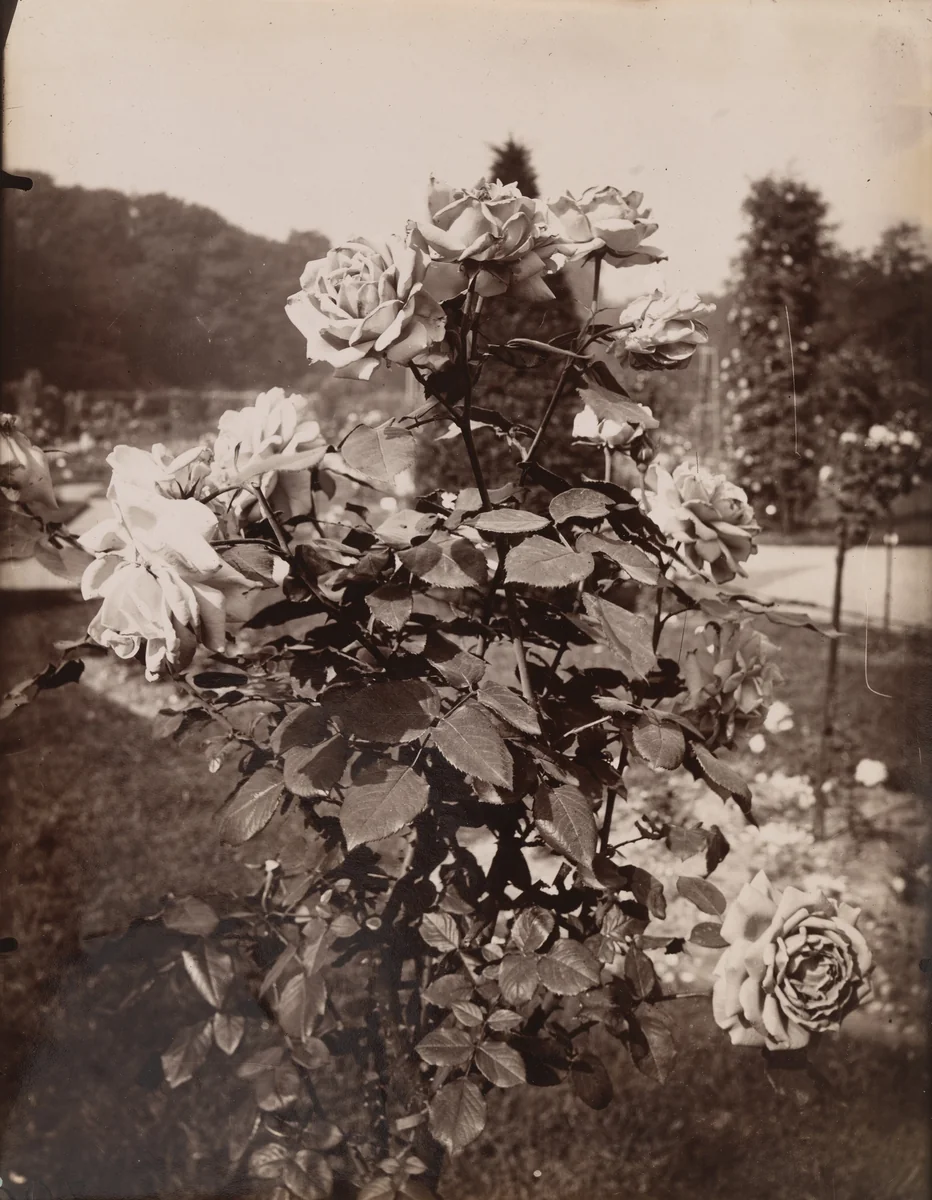 Rosiers by Eugène Atget, photograph, 1915