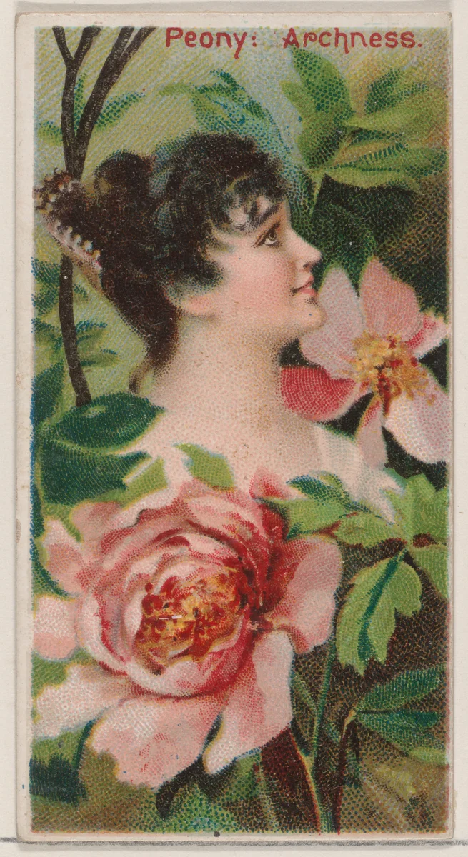 Peony: Archness, from the series Floral Beauties and Language of Flowers (N75) for Duke brand cigarettes by American Tobacco Company, print, 1892